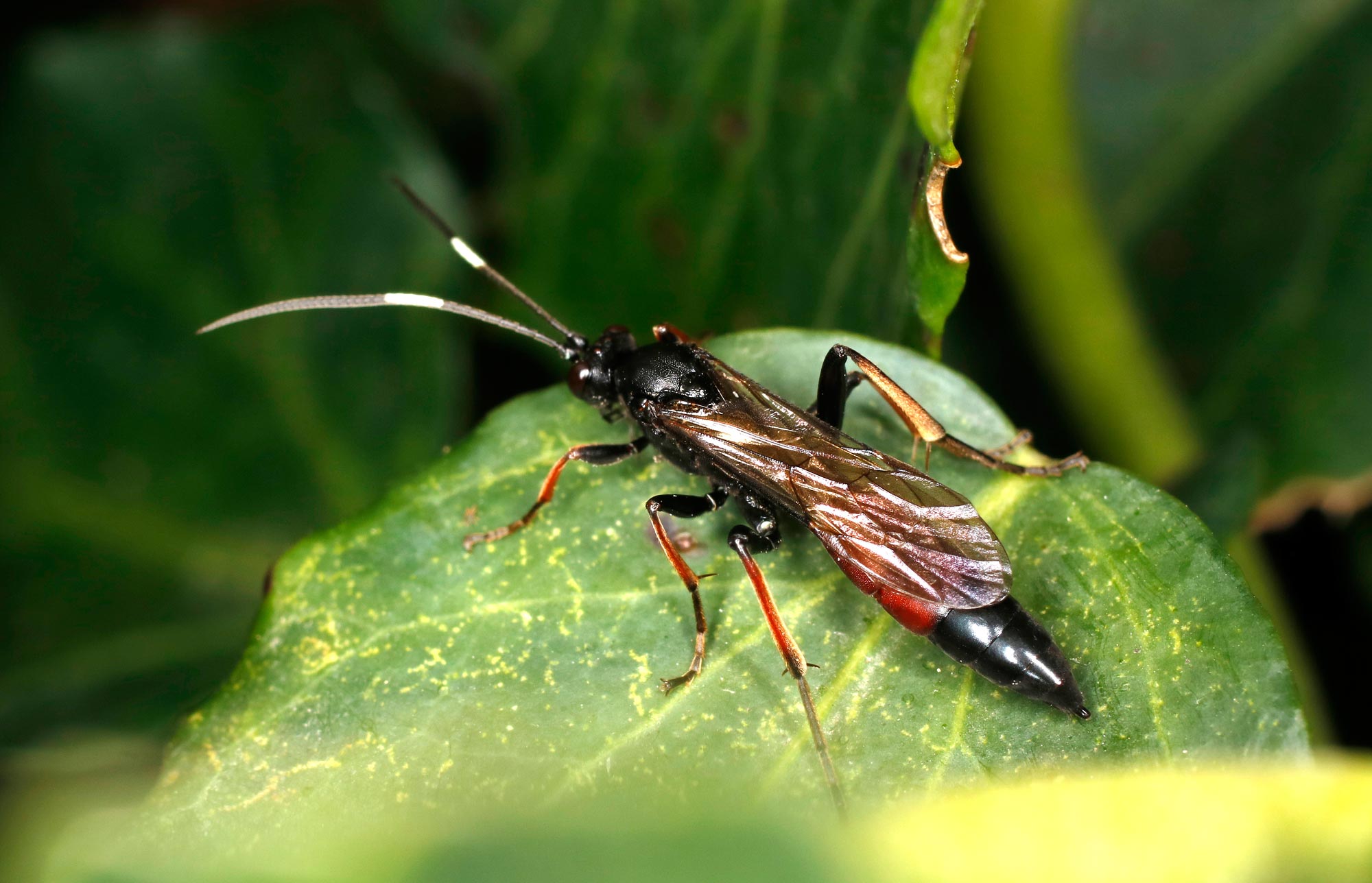 Ichneumonidae da ID